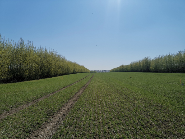 "Alley Cropping System", ein Anbausystem von Baum oder Buschreihen in Abwechslung mit Feldfrüchten, Futterpflanzen oder Grünland