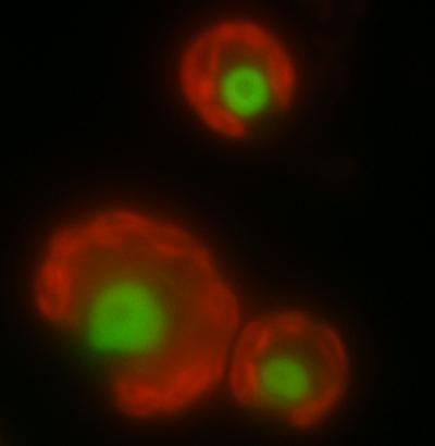 Fluorescing Algae