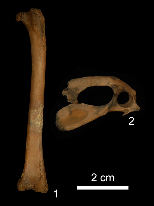 The juvenile chicken bones identified in the study