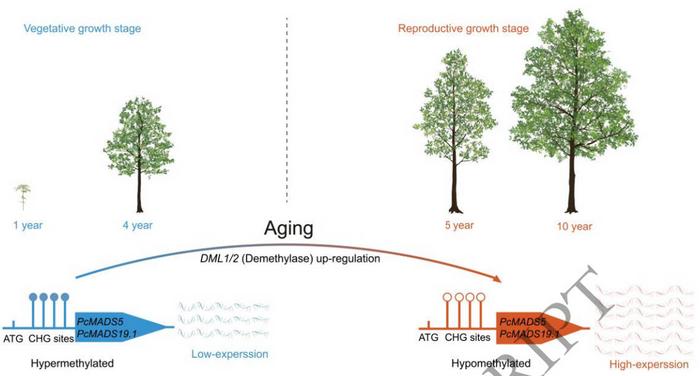 Schematic model of age-dependent intron demethylation-mediated activation of PcMADS19.1.
