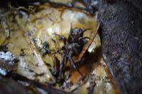 Bald-Legged Spider Species <em>Paratropis elicioi</em> (1 of 2)