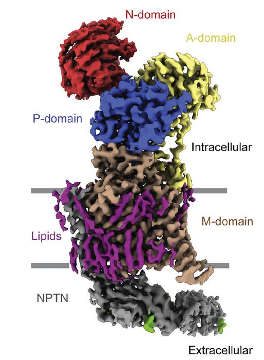 Cryo-EM structure of PMCA bound to neuroplastin (NPTN)