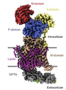 Cryo-EM structure of PMCA bound to neuroplastin (NPTN)