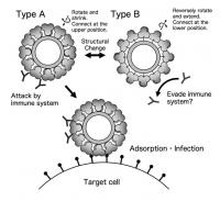 Alternative Capsid Structures