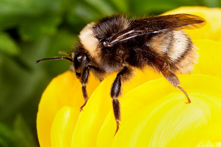 Plight of the Bumble Bee