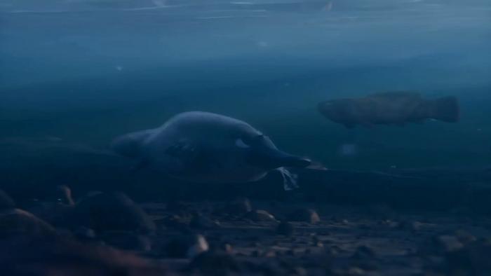 Animated reconstruction of Kank australis by Gabriel Díaz Yantén