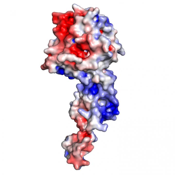 New Ebola Study Points to Potential Drug Target