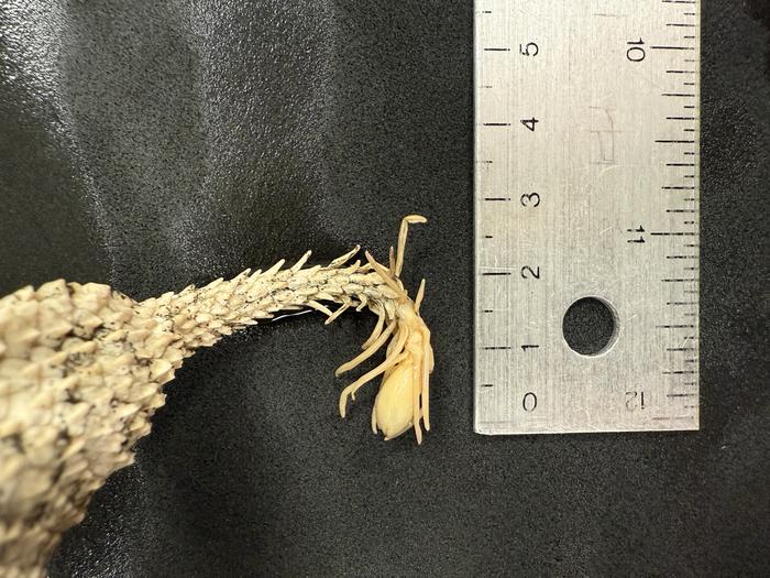 Specimen's tail