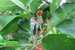 close-up of apple blooms infected with fire blight