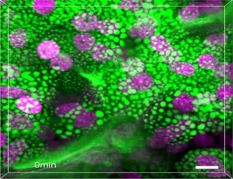 Liquid-Liquid Phase Separation Drives Skin Barrier Formation (3 of 3)