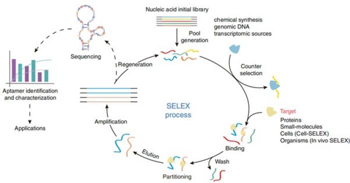 Schematic representation of SELEX process