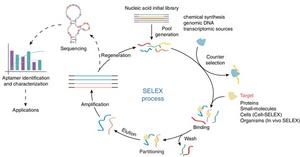 Schematic representation of SELEX process