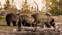 Grizzly Bears