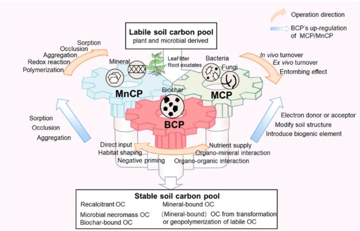 Biochar as a green solution to drive the soil carbon pump