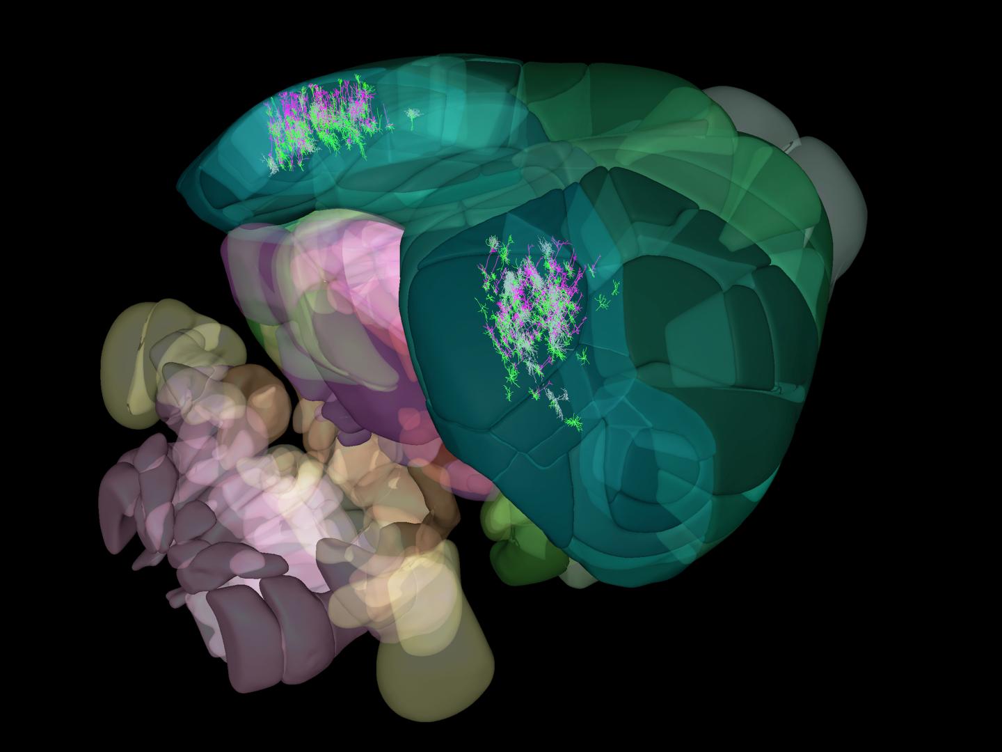 Allen Mouse Common Coordinate Framework