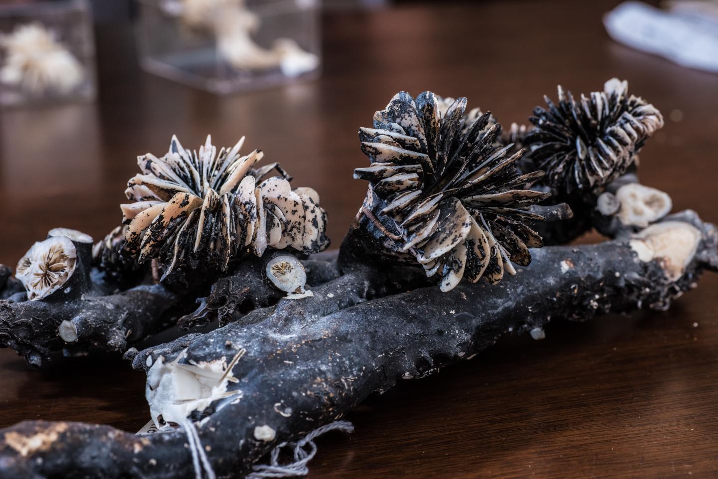 Deep-sea corals reveal secrets of past rapid carbon dioxide increase