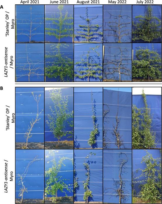 Representative ‘Stanley’ OP and LAZY1-antisense Line 4 on ‘Myrobalan’ rootstock trained into planar systems.