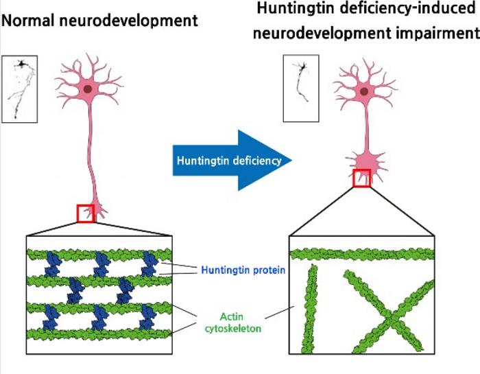 KAIST Discovers Role of Huntingtin Protein in Building the Cell Skeleton​