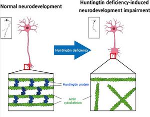 KAIST Discovers Role of Huntingtin Protein in Building the Cell Skeleton​