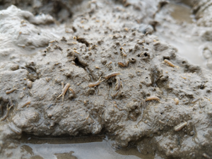 Amphipods