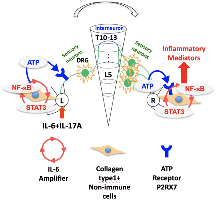 Remote inflammation pathway