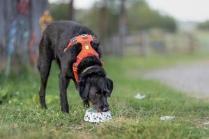 Research from efforts like the Dog Aging Project reveals that even a dog's water bowl can offer crucial clues about shared environmental exposures.