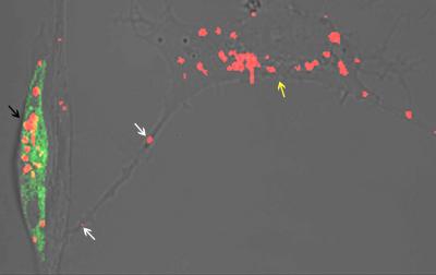 From Neuron to Neuron