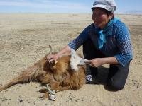 Goat Combing