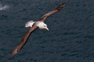 albatross at sea