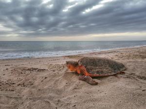 Turtle image by Charley E. Yen at Queen Mary University of London