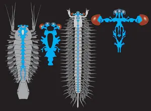 Two "great appendage" arthropods and their reconstructed brains