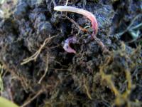 P. amplisetosus in Soil in the Urban Farm Dublin, Ireland (2 of 2)
