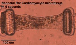 Microfabricated Tissue Gauges to Measure and Manipulate Forces from 3-D Microtissues
