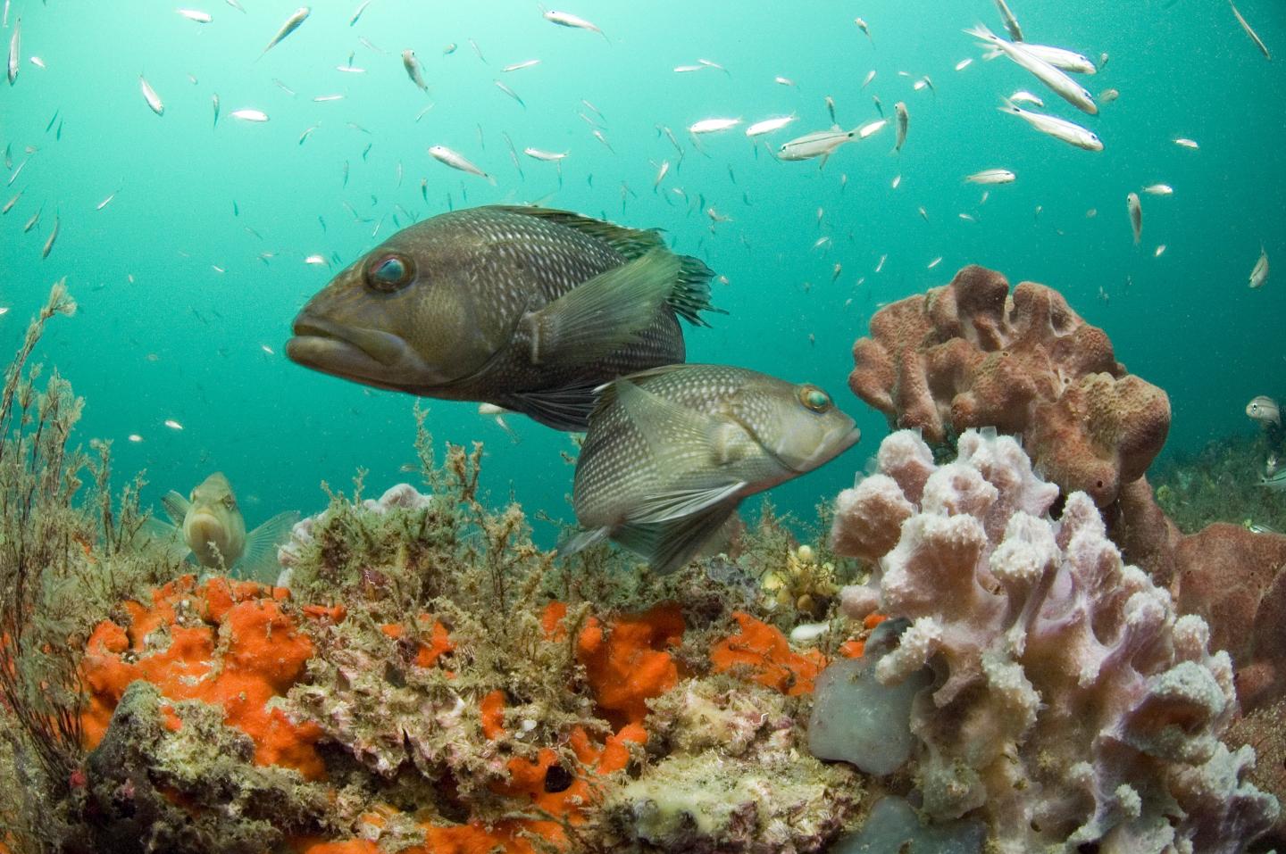 Black Sea Bass