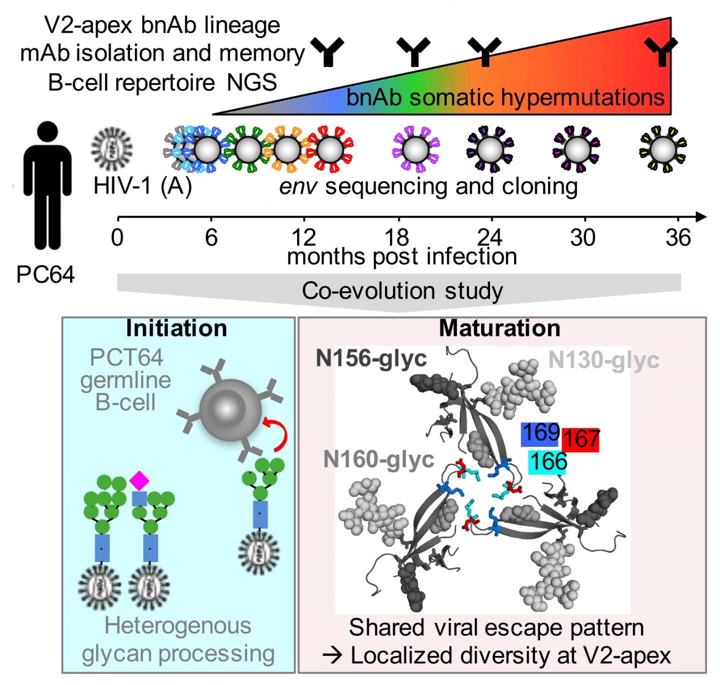 Graphical Abstract
