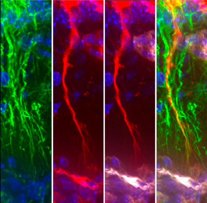 Tanycytes capturing Tau proteins