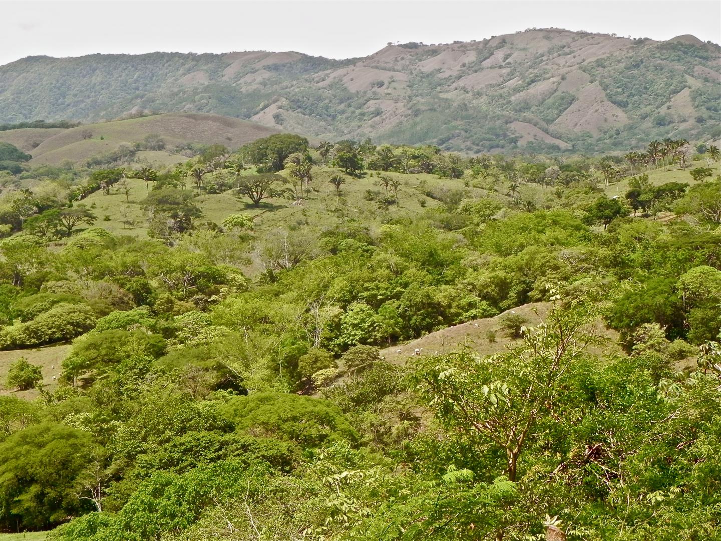 Carbon Sequestration Potential of Latin American Second-Growth Forests (2 of 4)