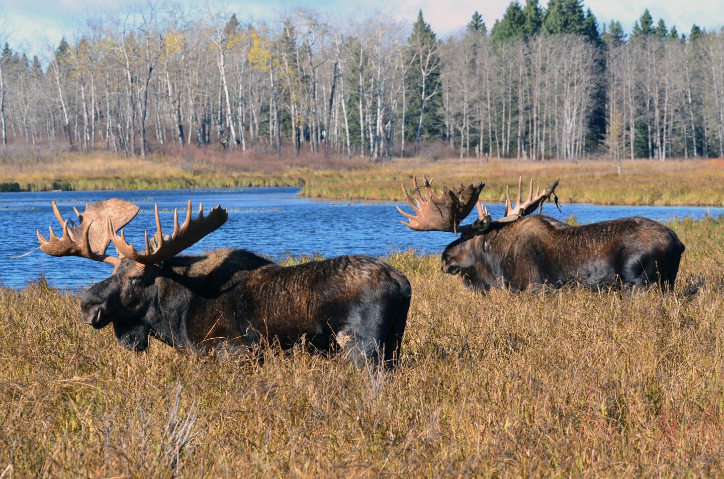Moose
