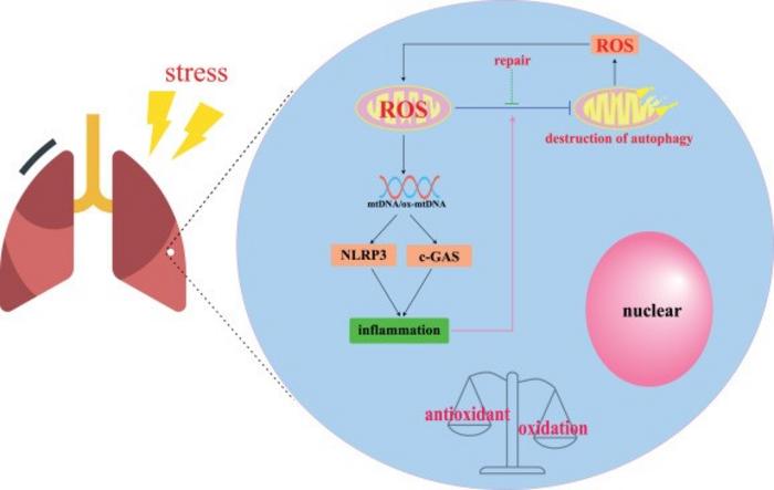 Mitochondria of lung cells under stress