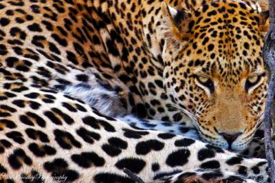 Leopard