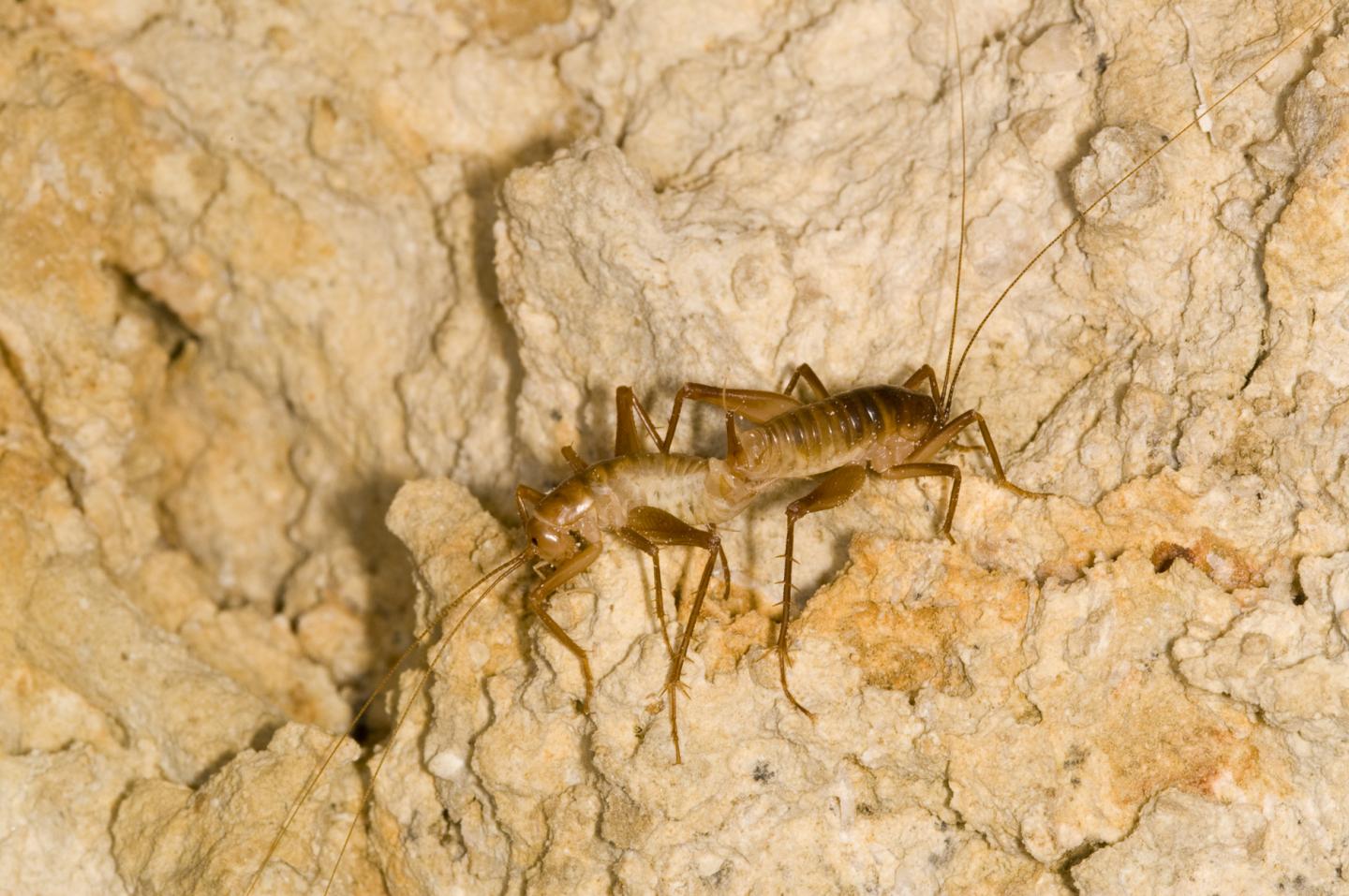 <em>Ceuthophilus</em>