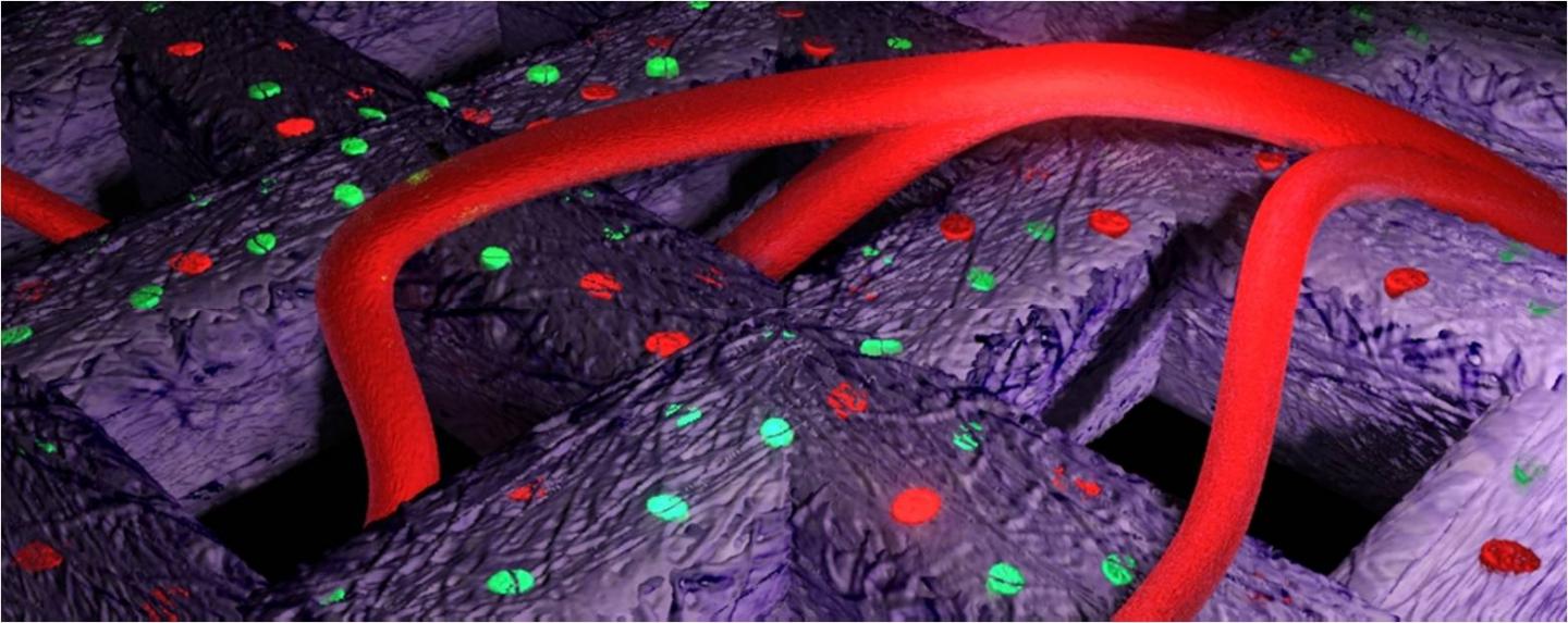 Formation of Blood Vessels in Bioprinted Material