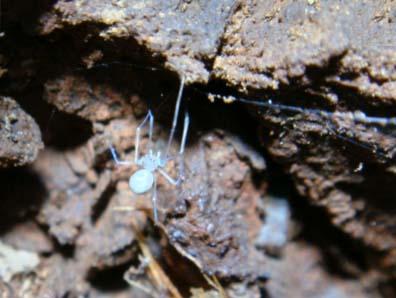 <i>Ochyrocera atlachnacha</i>