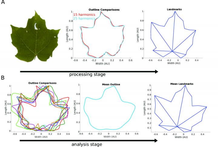 Example of MASS Image Processing
