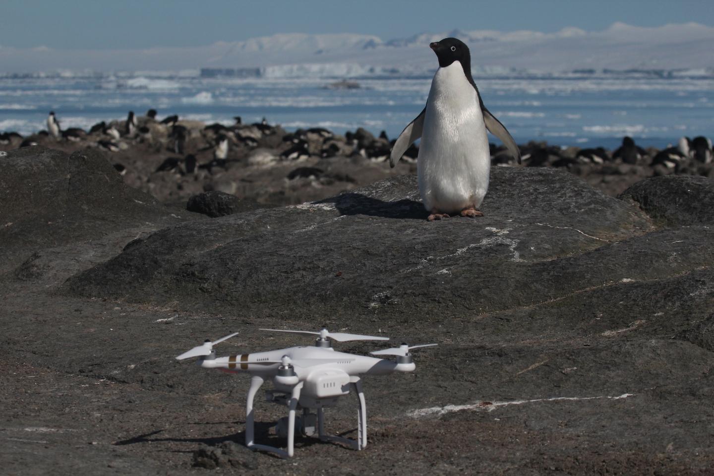 Adélie Penguin