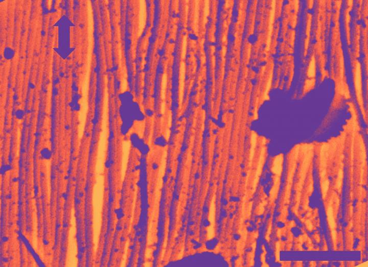 Collagen Fibrils