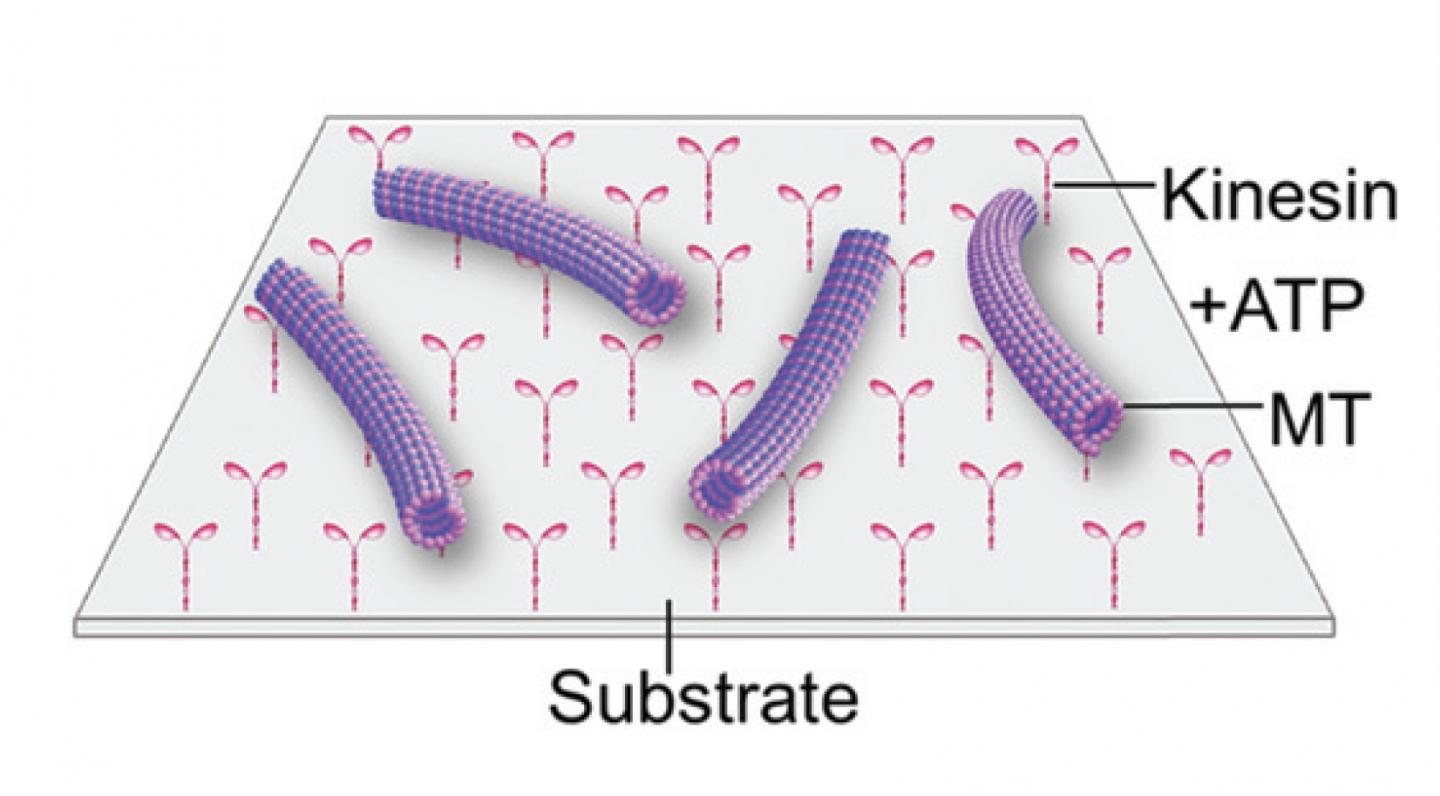 Motility Assay