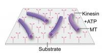 Motility Assay