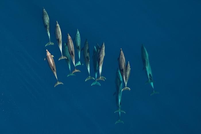 Dolphin school