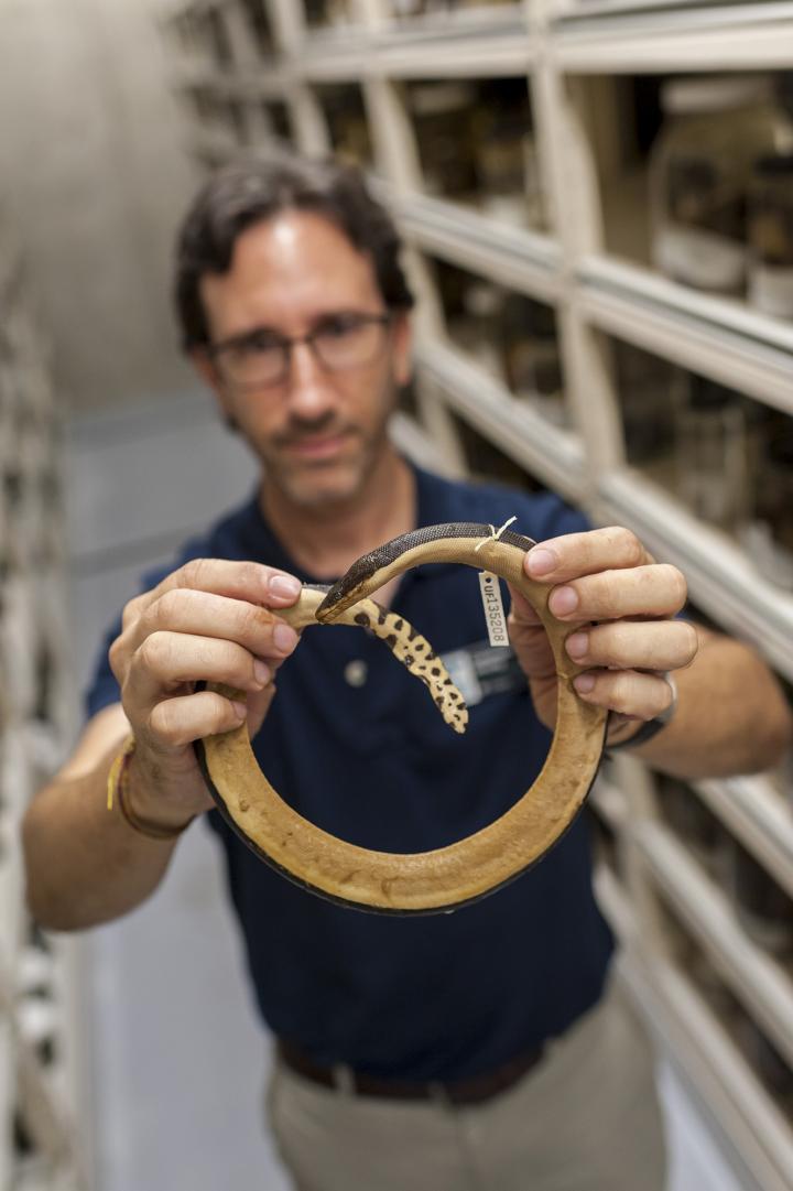 Yellow-bellied Sea Snake Has Slim Chance of Populating Atlantic